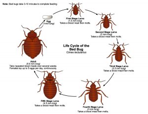 Bed-Bug life cycle